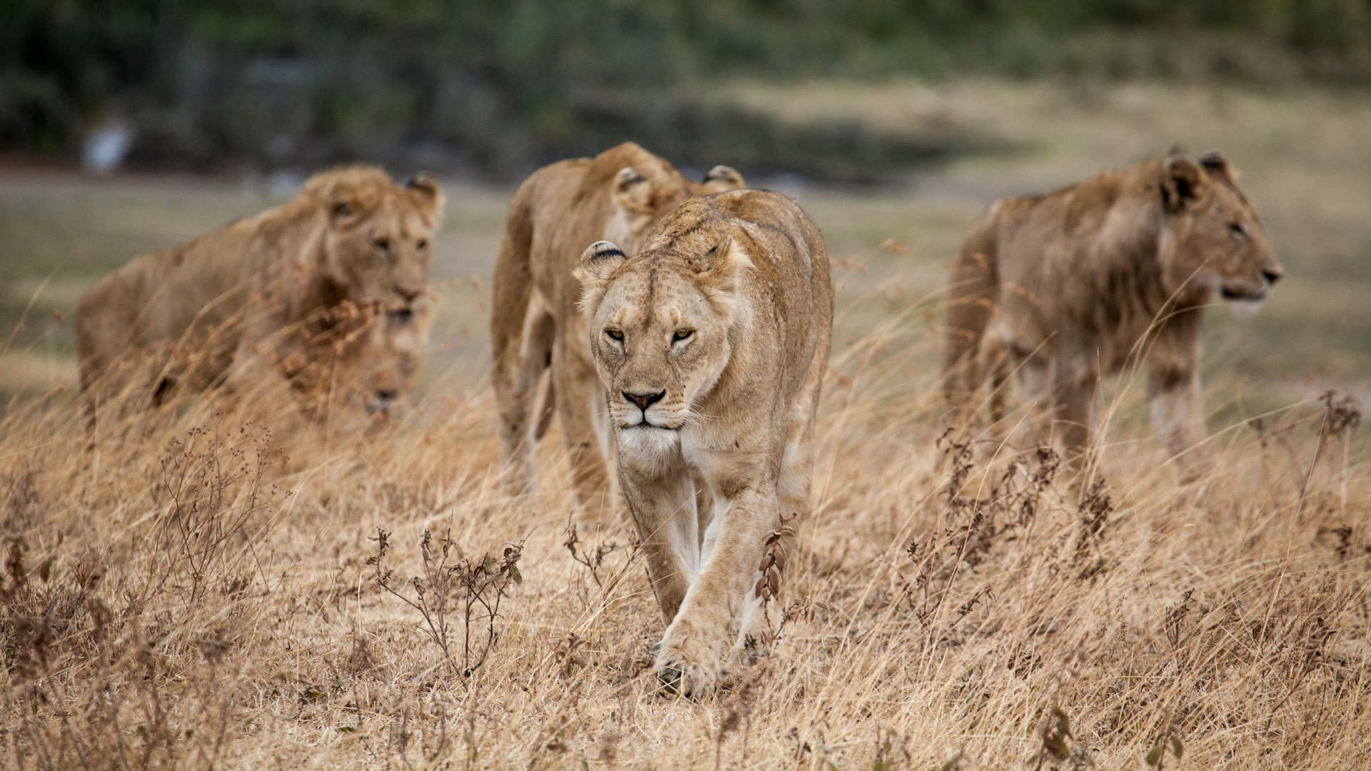 Ngorongoro Crater in Tanzania – Unveiling the Natural Heave